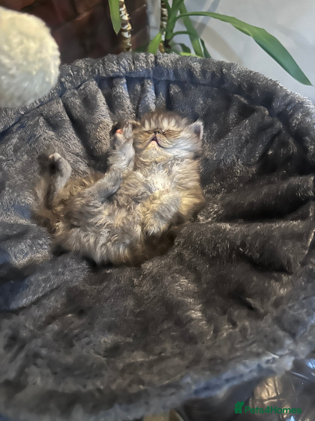 Persian cats for sale: Persian cats for sale - Advert 8