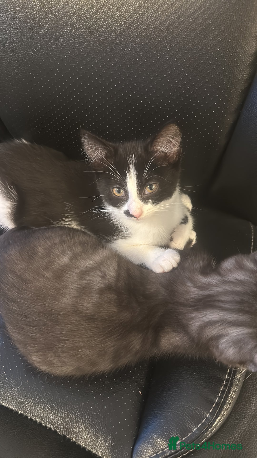 Mixed Breed cats for sale: Kittens  - Advert 1