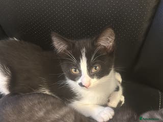 Mixed Breed cats Kittens - Advert 1