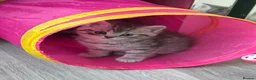 British Shorthair cats for sale: Half British shorthair  - Advert 3