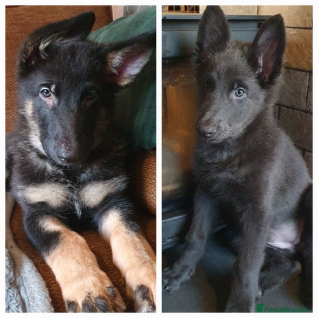 German Shepherd dogs - Advert 14