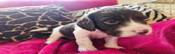 English Springer Spaniel dogs for sale: KC Home - Heath tested, Licensed Springer Pups⭐️ - Advert 15