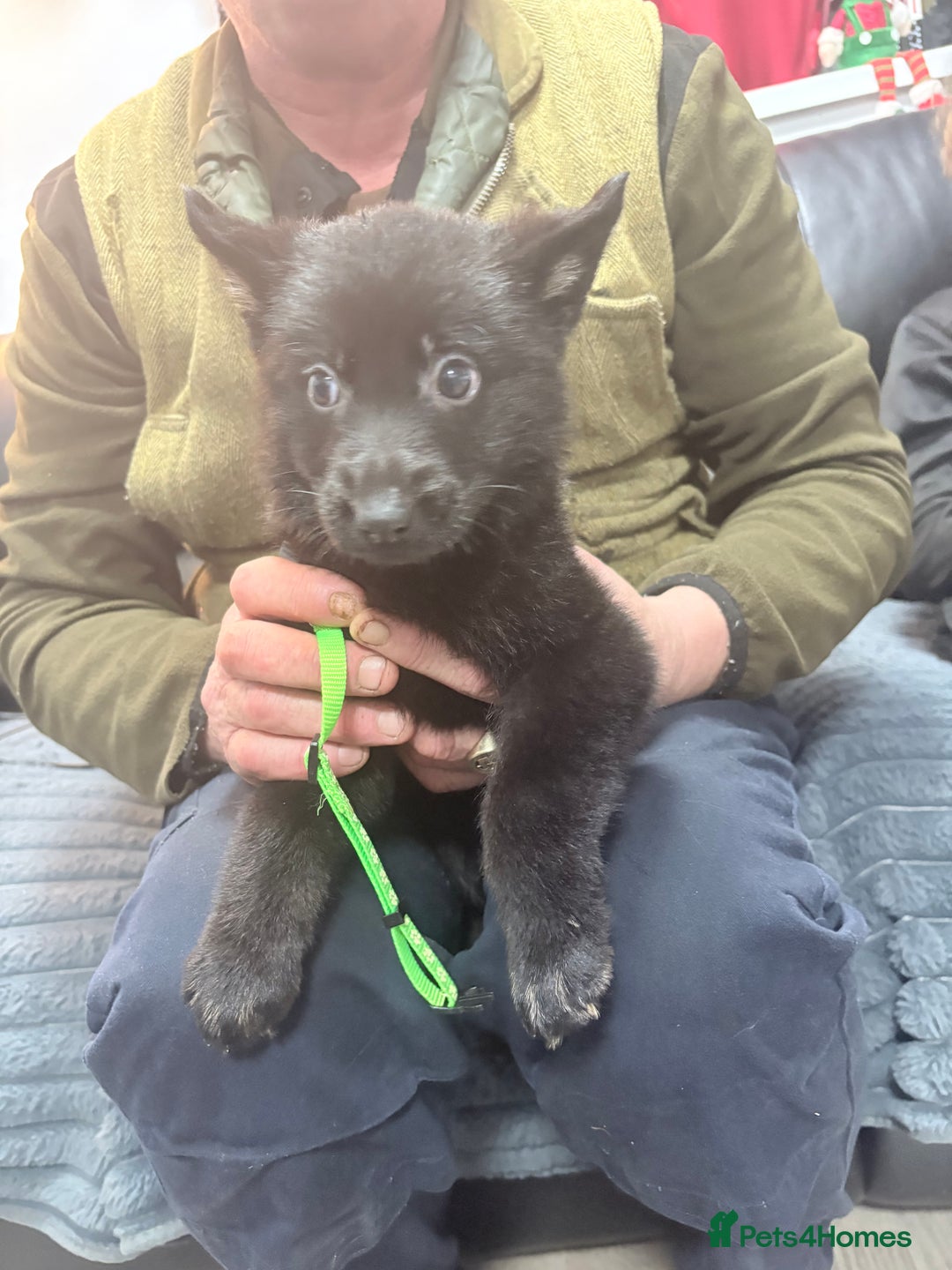 German Shepherd dogs for sale: German shepherd puppies - Advert 4