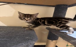 Maine Coon cats for sale: 🐾 Ragdoll × Maine Coon Kittens 🐾 - Image 6