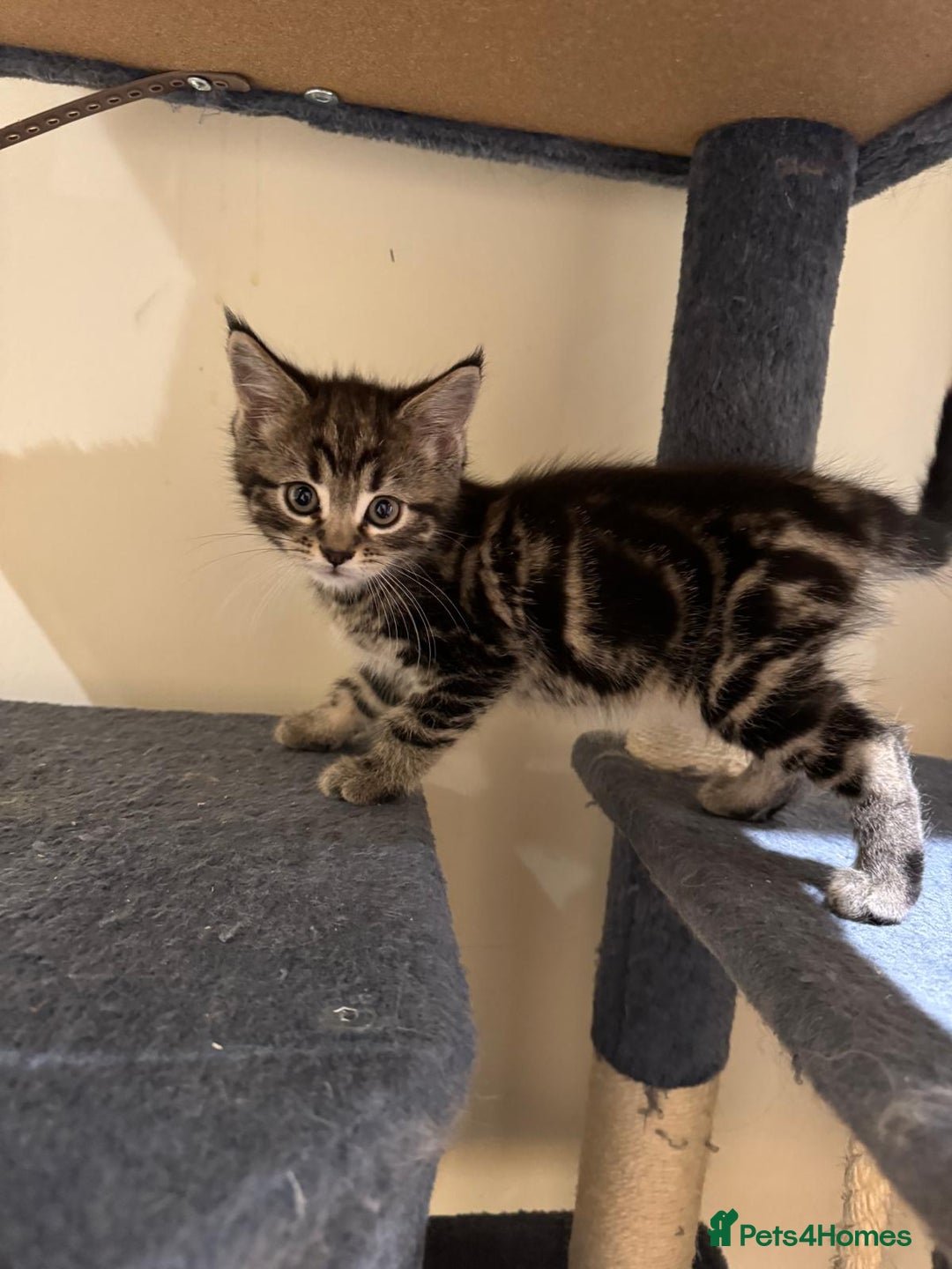 Maine Coon cats for sale: 🐾 Ragdoll × Maine Coon Kittens 🐾 - Image 6