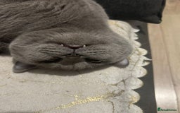British Shorthair cats for sale: British short hair male for sale - Image 2
