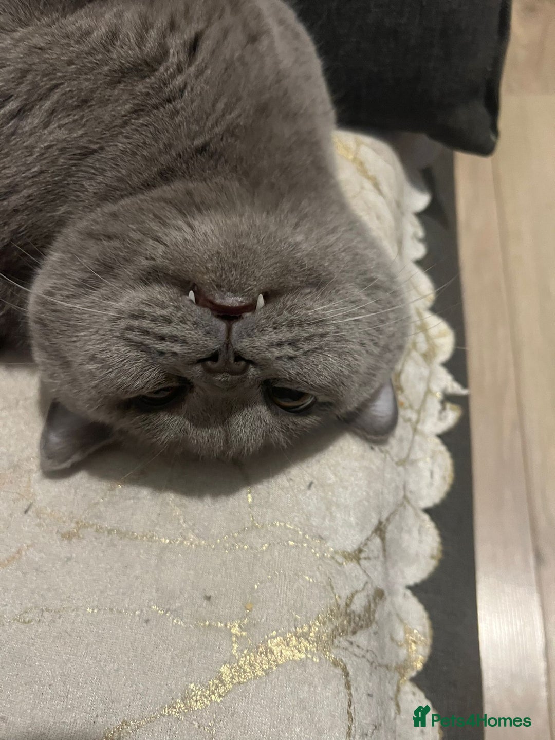 British Shorthair cats for sale: British short hair male for sale - Image 2