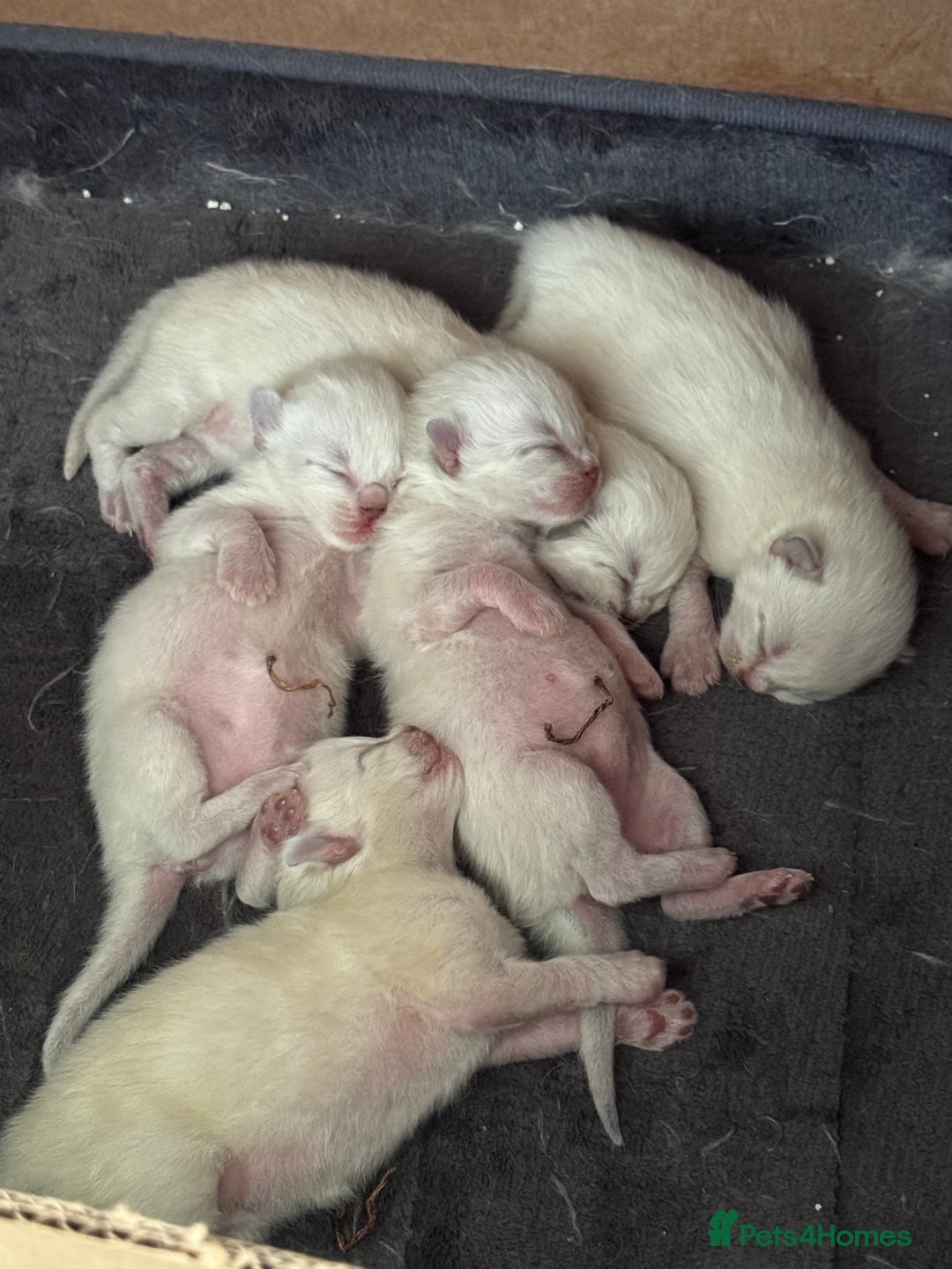 Ragdoll cats for sale: 5 Pure Ragdoll Kittens (7 Weeks Old) in Camborne - Image 7