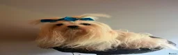 Maltese dogs for sale: Gorgeous Maltese Puppies  - Advert 7