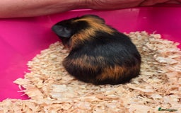 Guinea Pig rodents for sale: 3 baby boy Guinea pigs  - Image 2