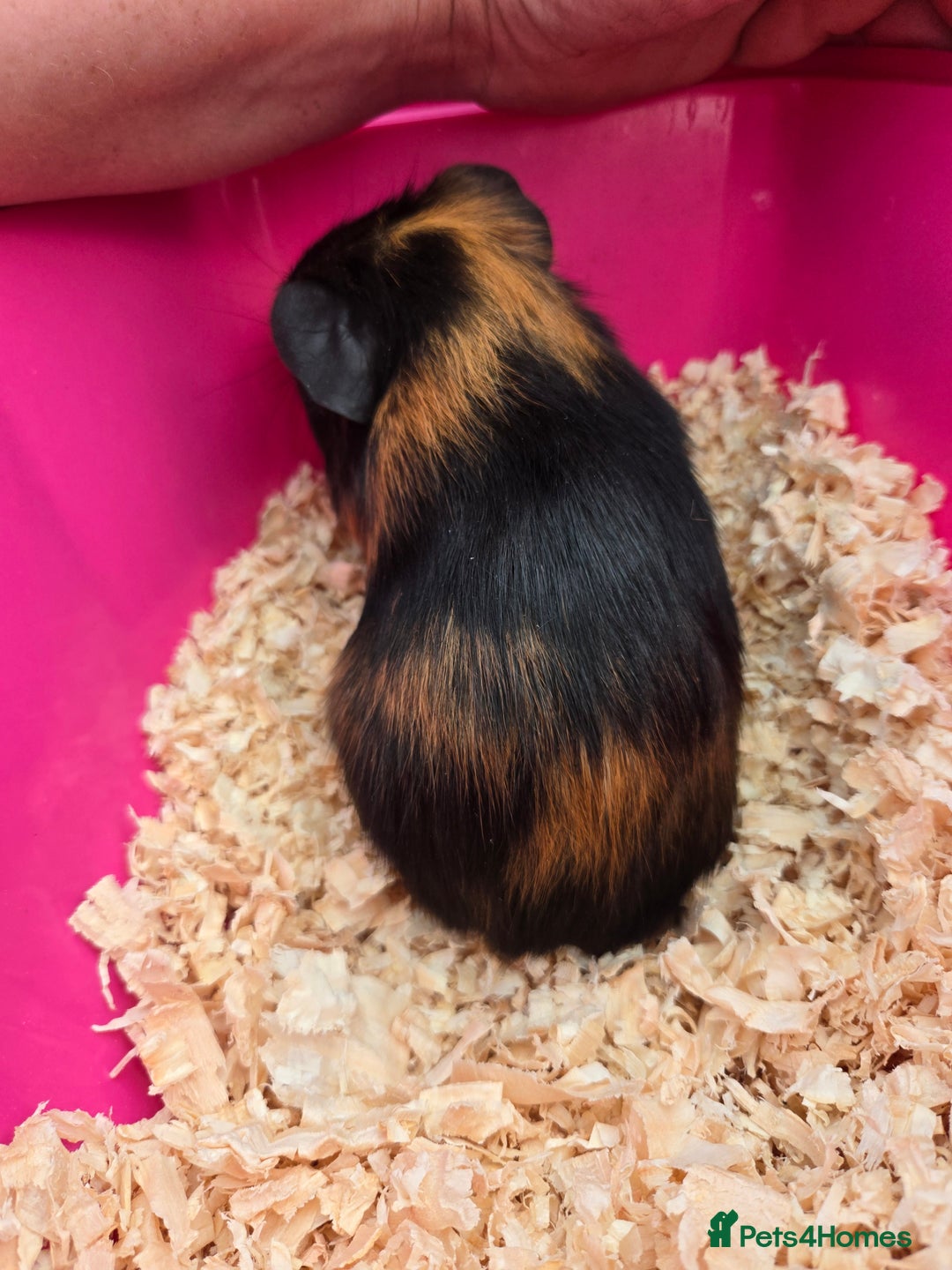 Guinea Pig rodents for sale: 3 baby boy Guinea pigs  - Image 2