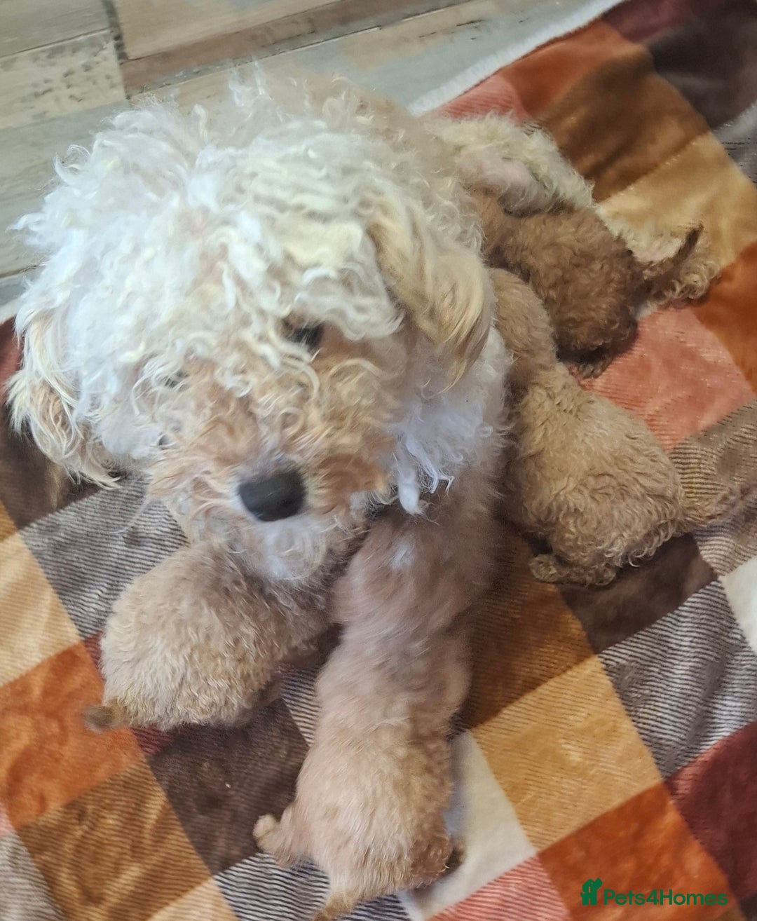 Cavapoo dogs for sale: Cavapoo puppies 🐶  - Advert 3