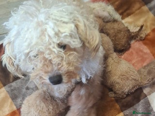 Cavapoo dogs Cavapoo puppies 🐶 - Advert 1