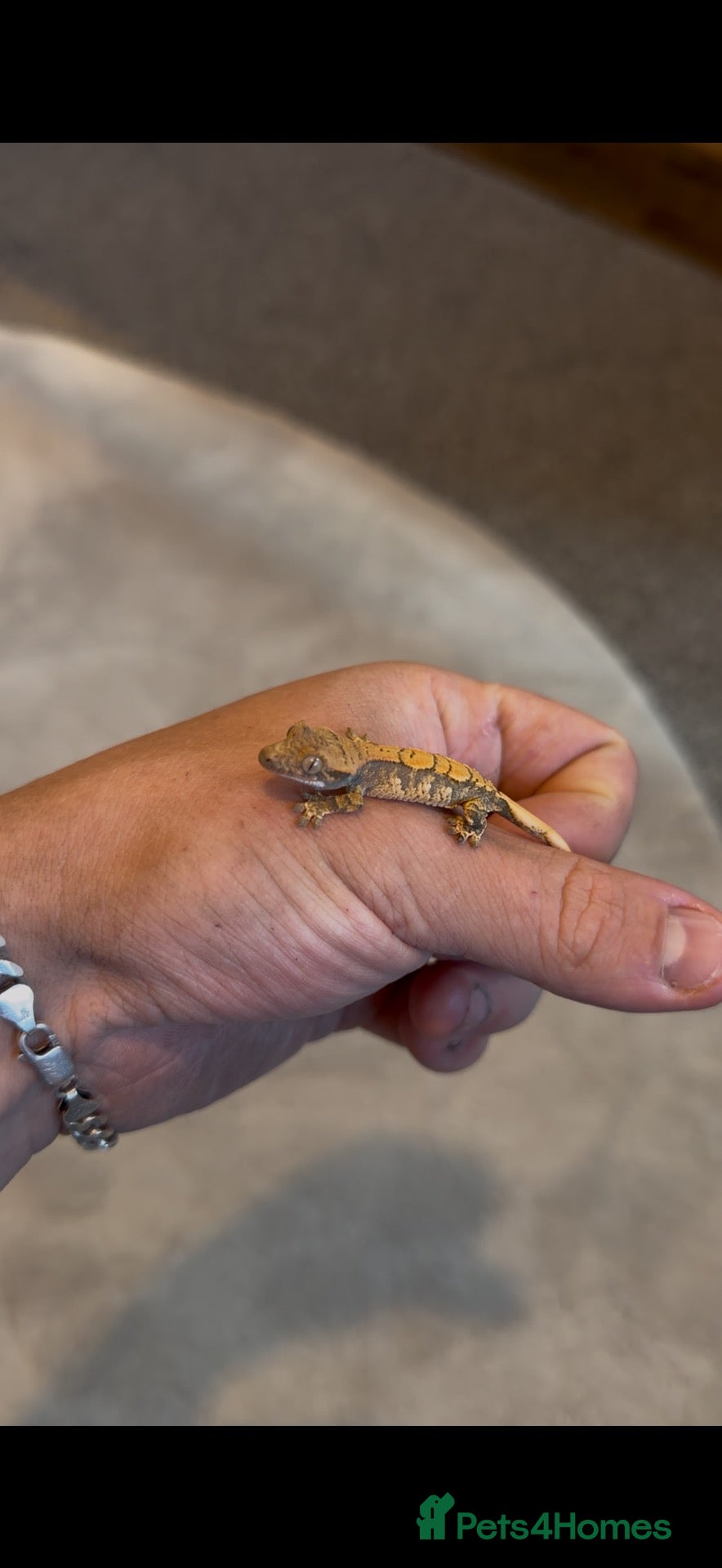 Gecko reptiles Baby crested geckos + full setups REDUCED - Advert 1