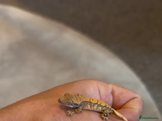 Gecko reptiles for sale: Baby crested geckos + full setups REDUCED - Advert 1