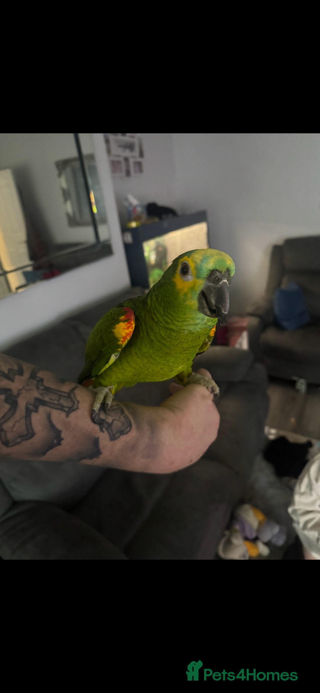 Parrots birds for sale: Yellow winged amazon parrot - Advert 3
