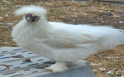 Chickens poultry for sale: White Silkie Roos - Image 1
