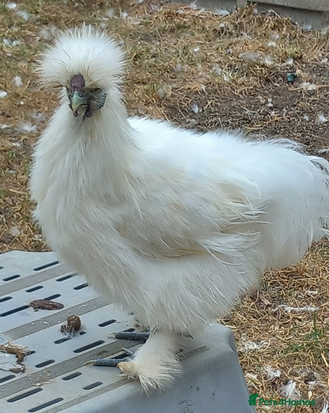 Chickens poultry for sale: White Silkie Roos - Image 1