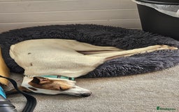 Mixed Breed dogs for adoption: Cute Cassandra - Image 4