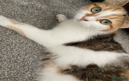 Domestic Shorthair cats for sale: Beautiful kittens available - Image 8
