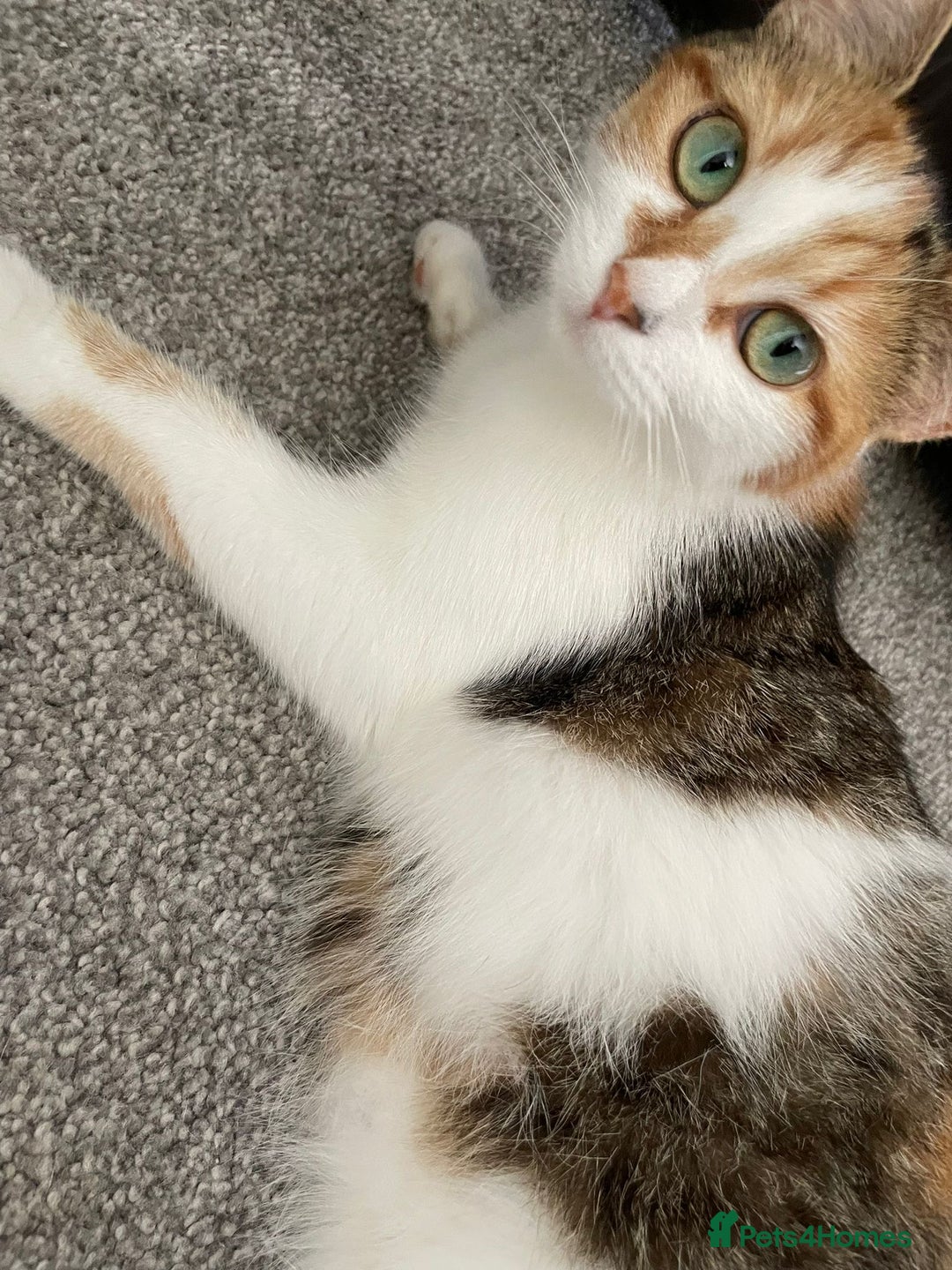 Domestic Shorthair cats for sale: Beautiful kittens available - Image 8