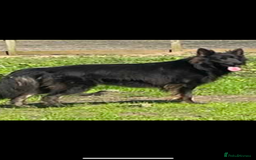 German Shepherd dogs for sale: German Shepherds by Shawhhead Shepherds  - Image 11
