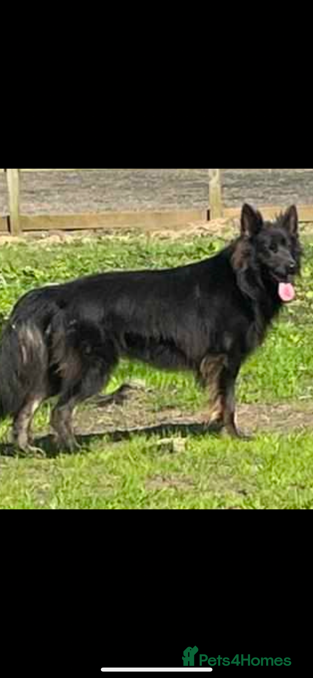 German Shepherd dogs for sale: German Shepherds by Shawhhead Shepherds  - Image 11