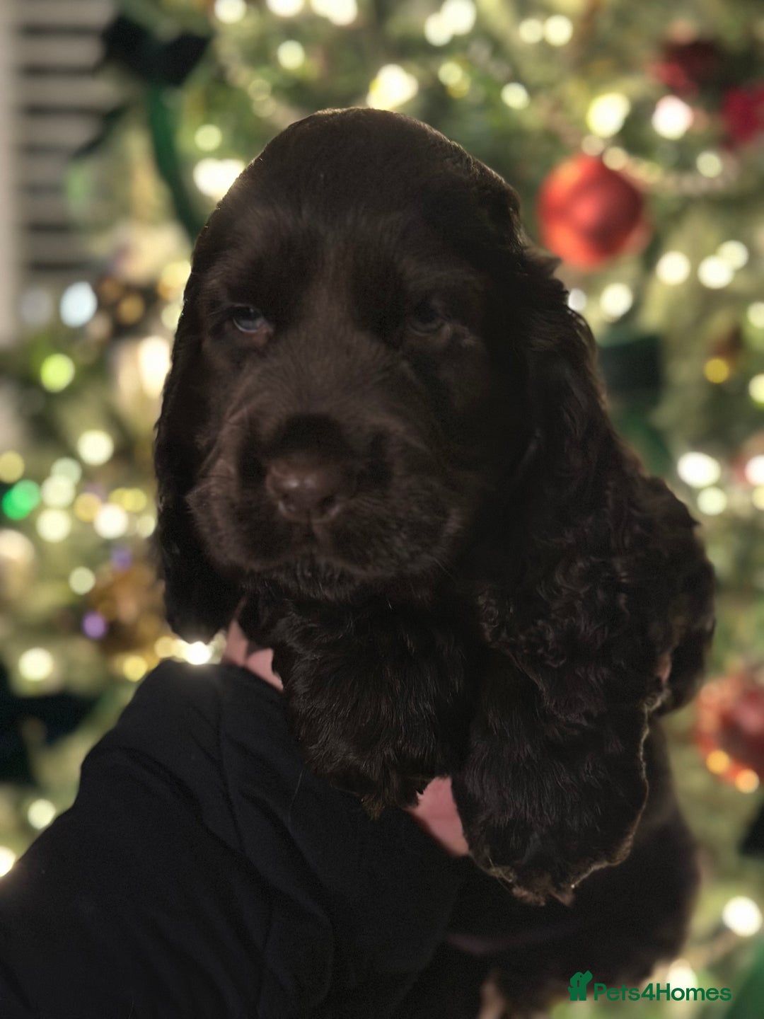 Cocker Spaniel dogs for sale: Beautiful Cocker spaniel pups ready this weekend - Advert 11