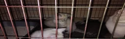 Mixed Breed cats for sale: Kittens for rehoming  in Dunfermline - Advert 4