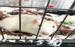 Rat rodents for sale: 2 young male rats - Advert 4