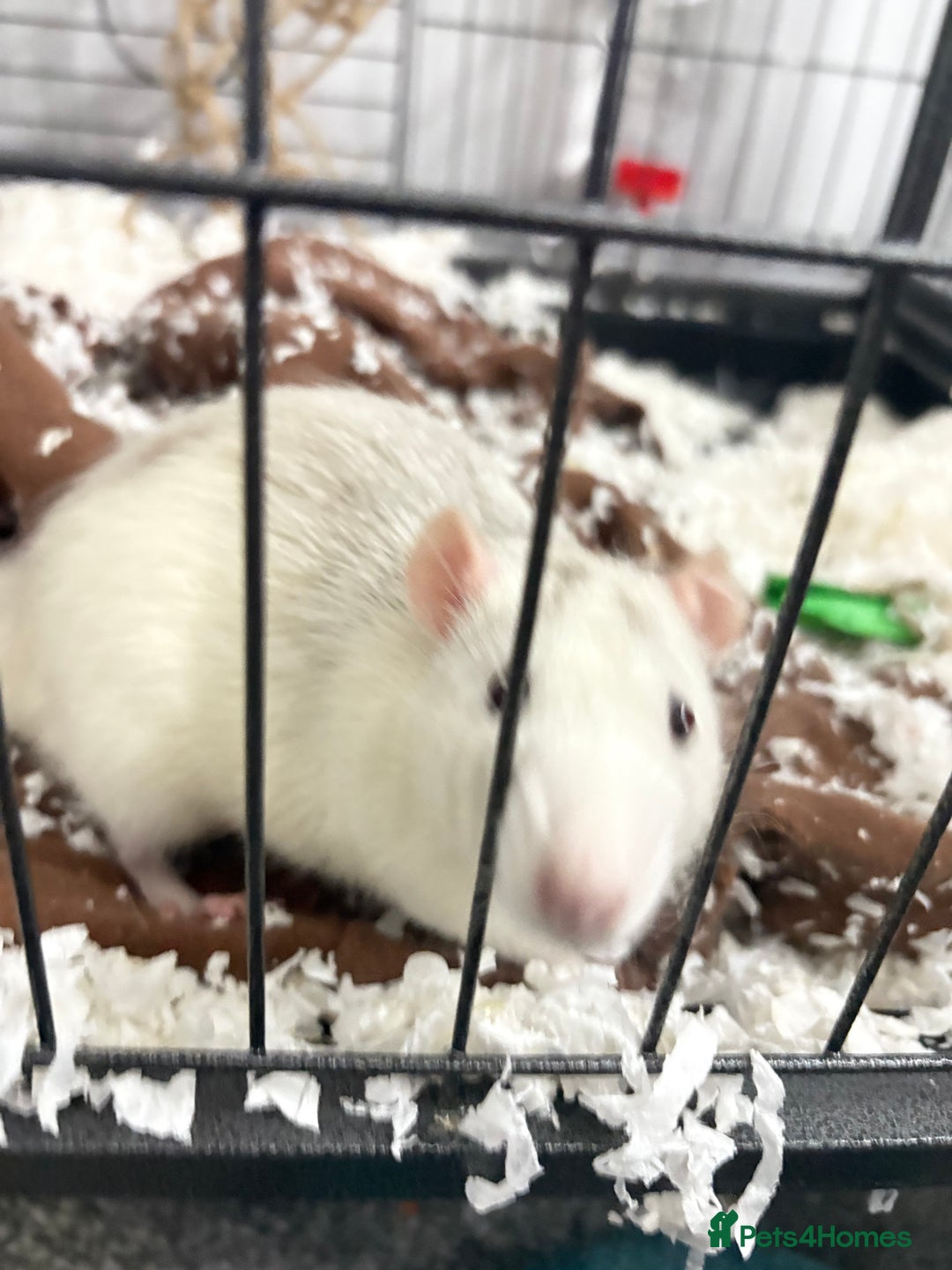 Rat rodents for sale: 2 young male rats - Advert 4