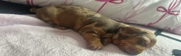 Dachshund dogs for sale: 3 gorgeous dachshund puppieS in Houghton le Spring - Advert 5