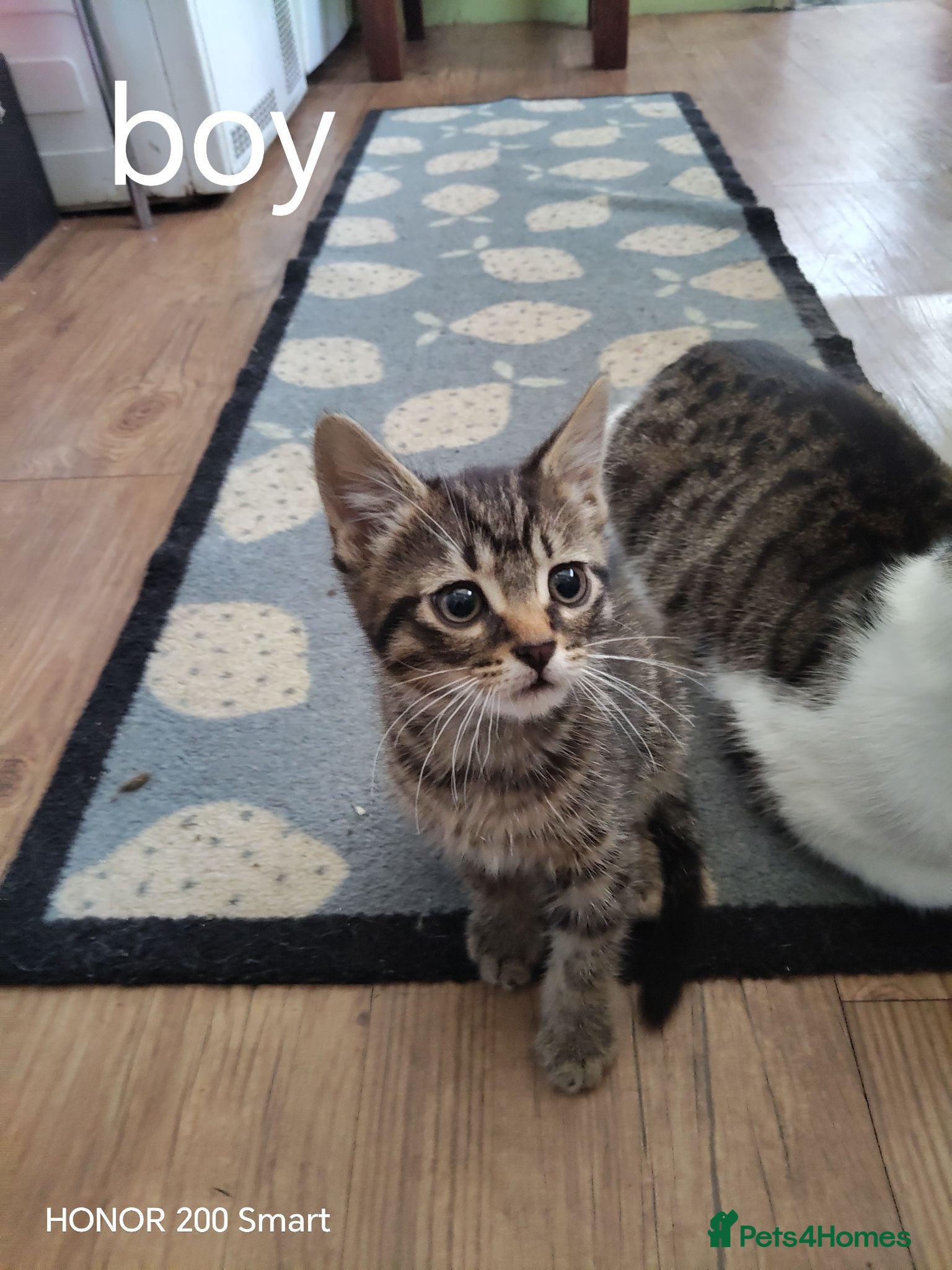 Mixed Breed cats 3 Little Kittens  for sale - Advert 2