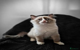 Ragdoll cats for sale: GRAND Champion European Line kittens.FULL PEDIGREE - Image 31