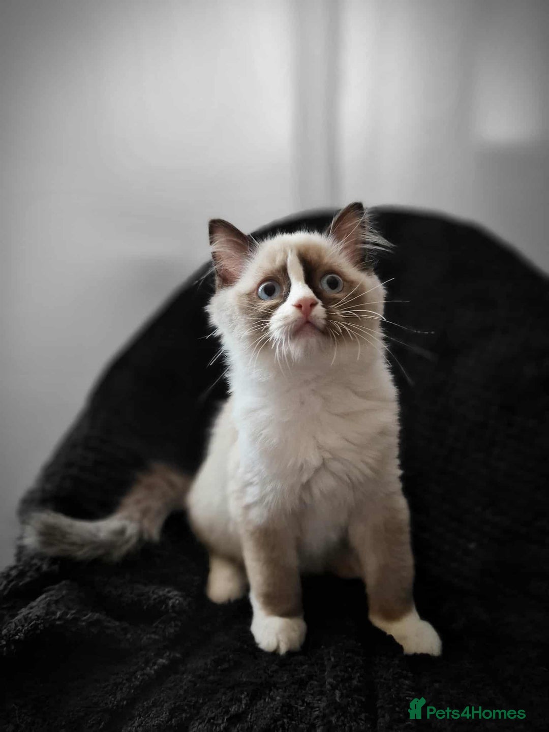 Ragdoll cats for sale: GRAND Champion European Line kittens.FULL PEDIGREE - Image 31