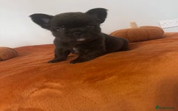 French Bulldog dogs for sale: Fluffy FrenchBulldogs - Image 12