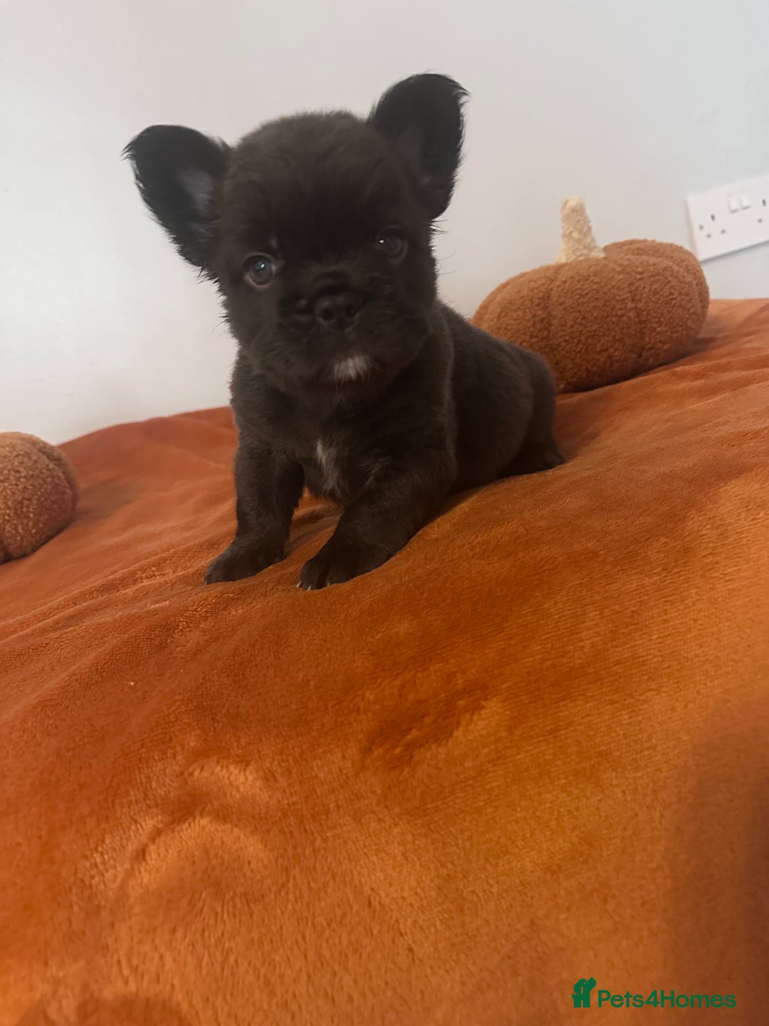 French Bulldog dogs for sale: Fluffy FrenchBulldogs - Image 12