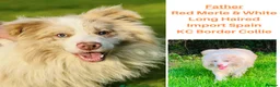 Border Collie dogs for sale: Merle Blue Eye Border Collie Pups - KC Registered - Advert 4