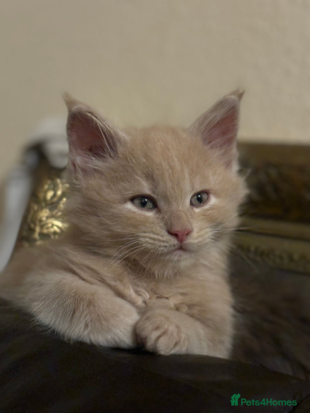 Maine Coon cats for sale: Maine coon pedigree Tica registered kittens  - Advert 10