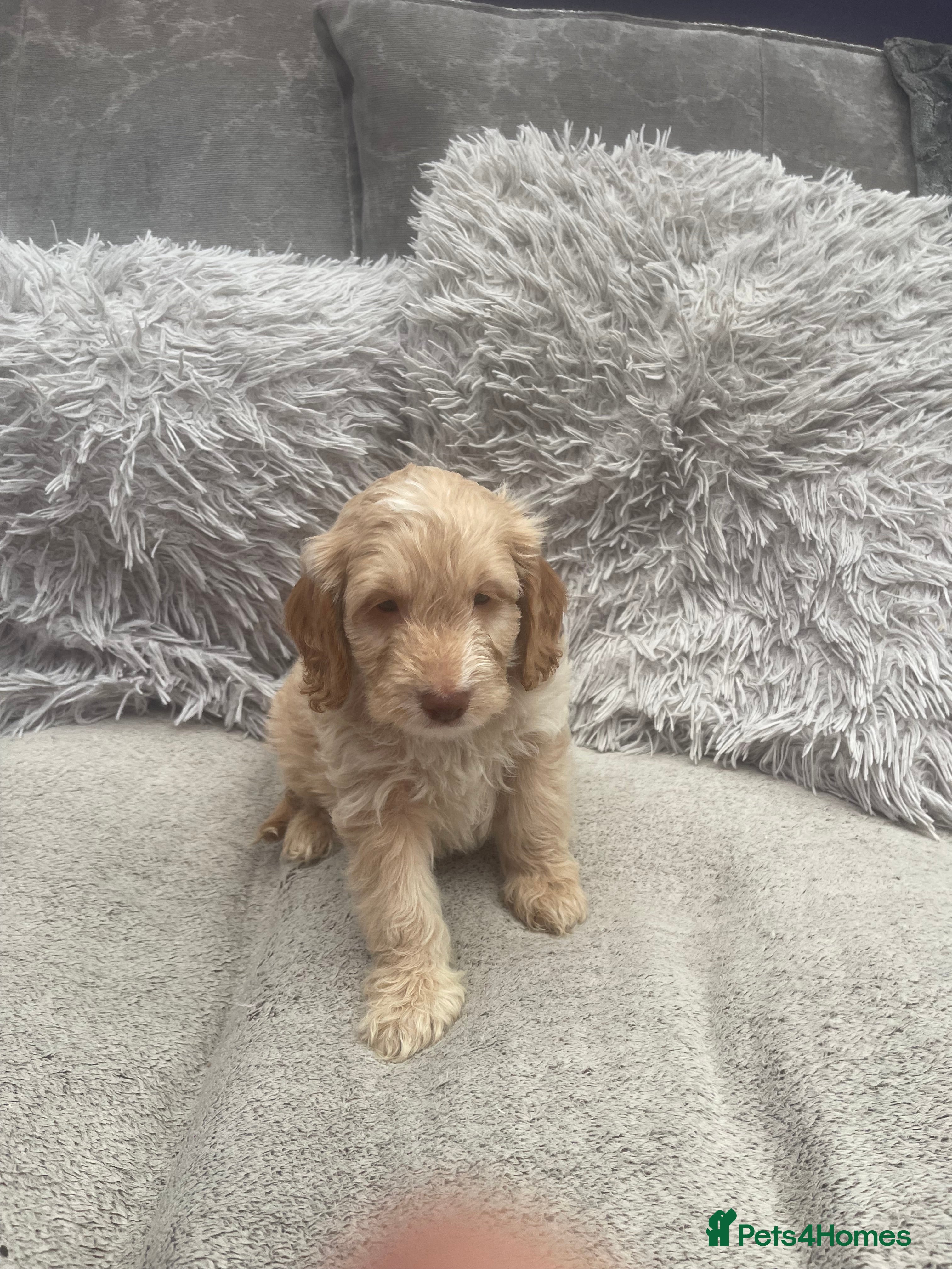 Cockapoo dogs REDUCED f1 stunning miniature dna cockerpoo  - Advert 15