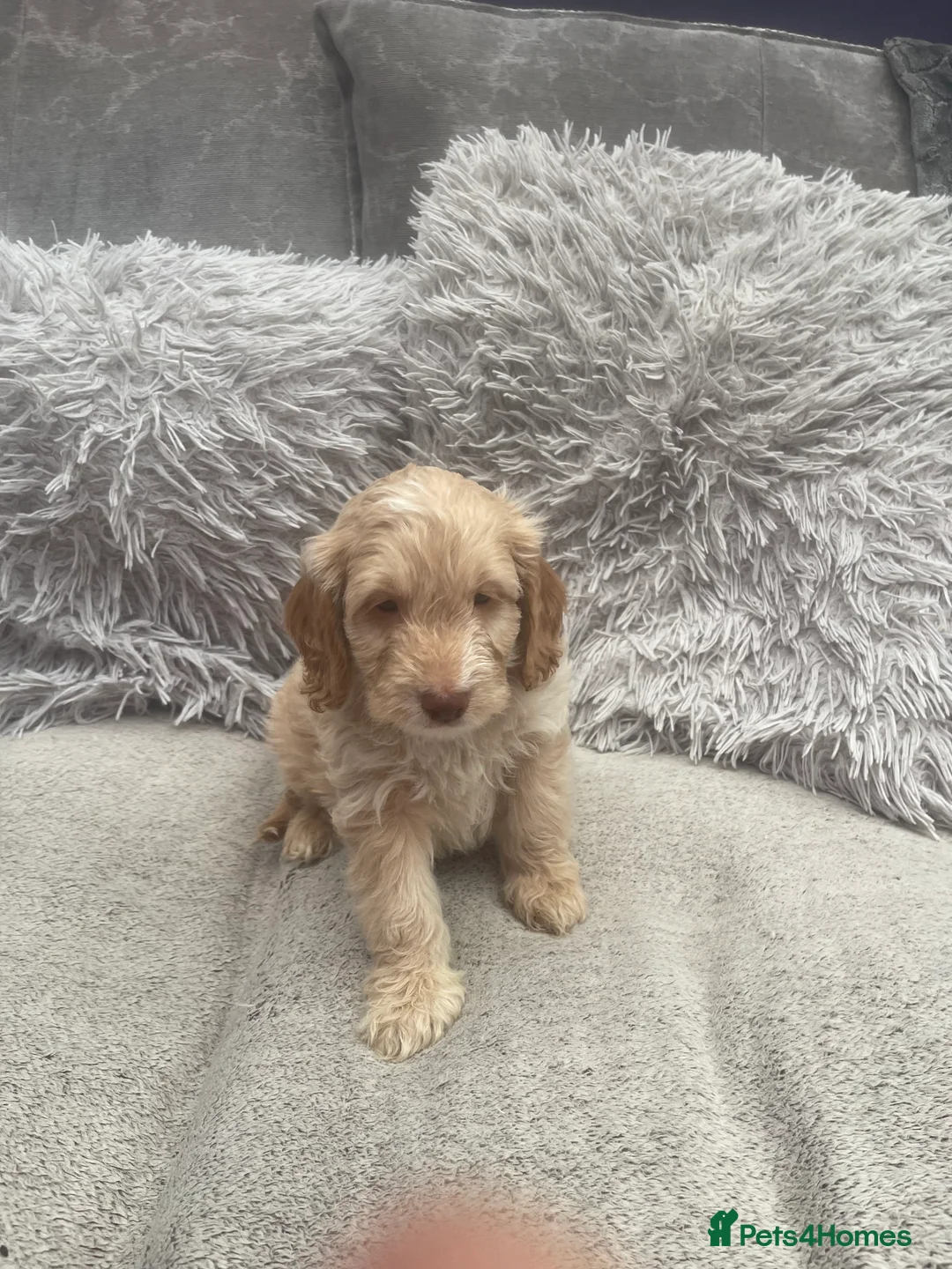 Cockapoo dogs for sale: waiting list F1b stunning miniature dna cockerpoo  - Advert 1