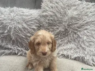 Cockapoo dogs REDUCED f1 stunning miniature dna cockerpoo - Advert 15