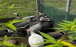Guinea Fowl poultry for sale: Guinea Fowl - Image 4