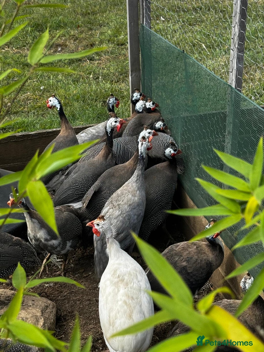 Guinea Fowl poultry for sale: Guinea Fowl - Image 4