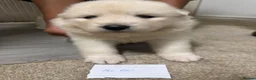 Samoyed dogs for sale: Samoyed pups - Advert 10