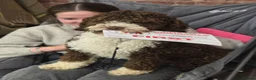 Spanish Water Dog dogs for sale: Lendever Spanish Water Dog Puppies  - Advert 9