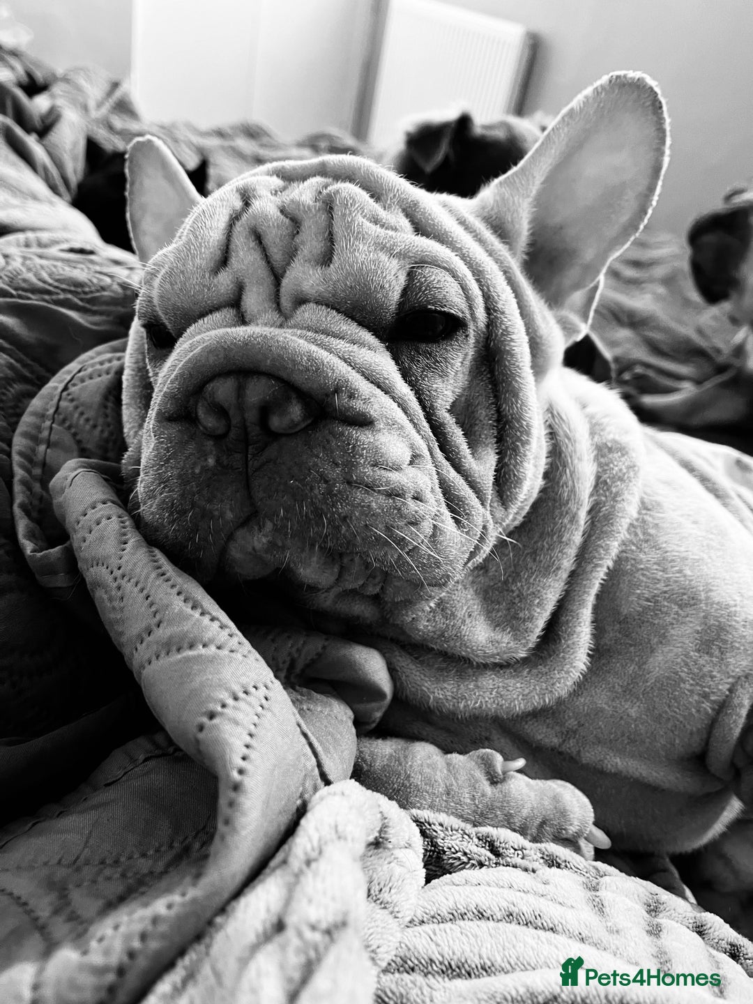 French Bulldog dogs for sale: ☃️FROSTY THE SNOWMAN☃️ - Advert 8