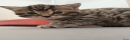 Mixed Breed cats for sale: Adorable Tabby X British short hair Kittens - Advert 7