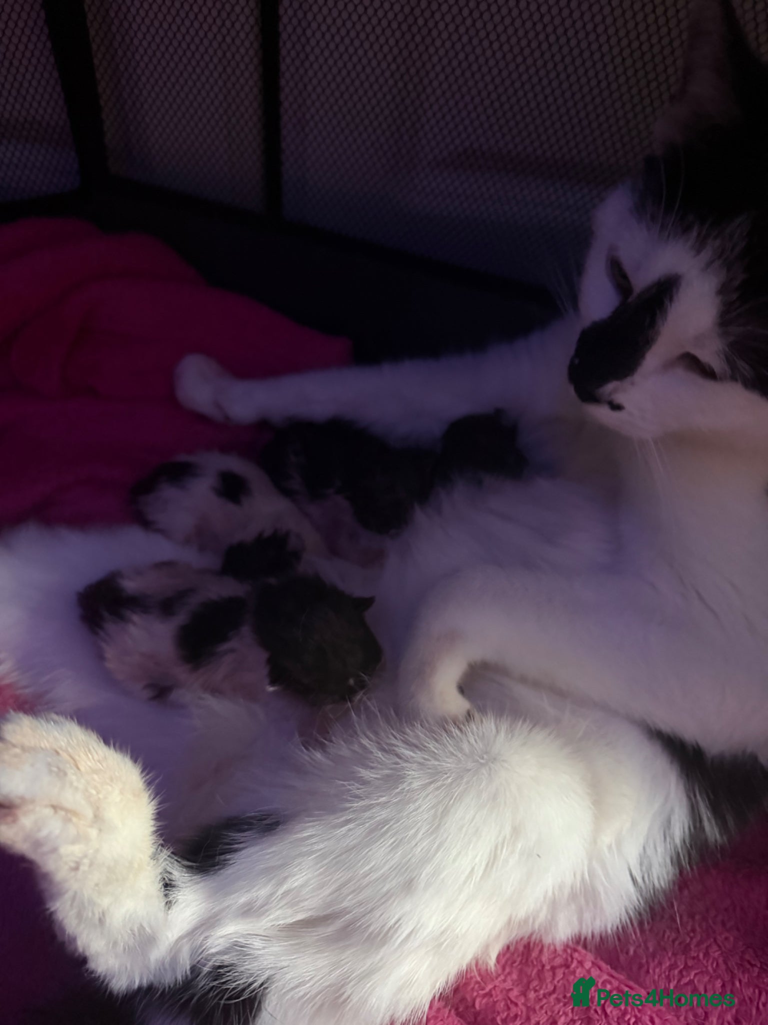 Mixed Breed cats Female kitten  - Advert 1