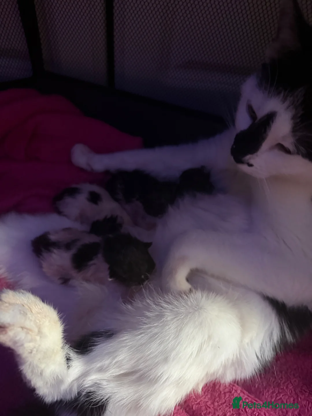 Mixed Breed cats for sale: Female kitten  - Advert 1